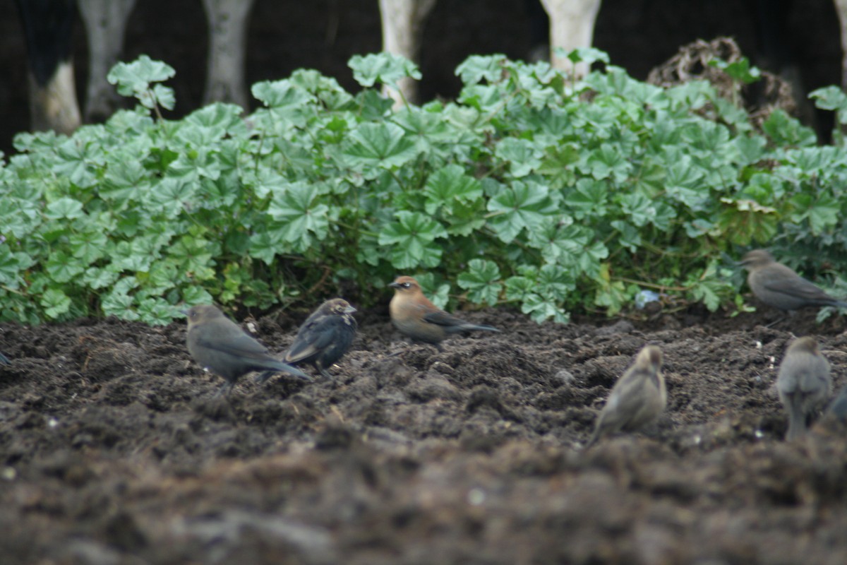 Rusty Blackbird - ML131771161