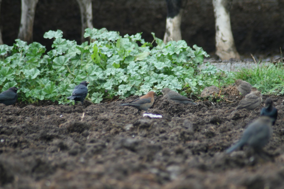 Rusty Blackbird - ML131771181