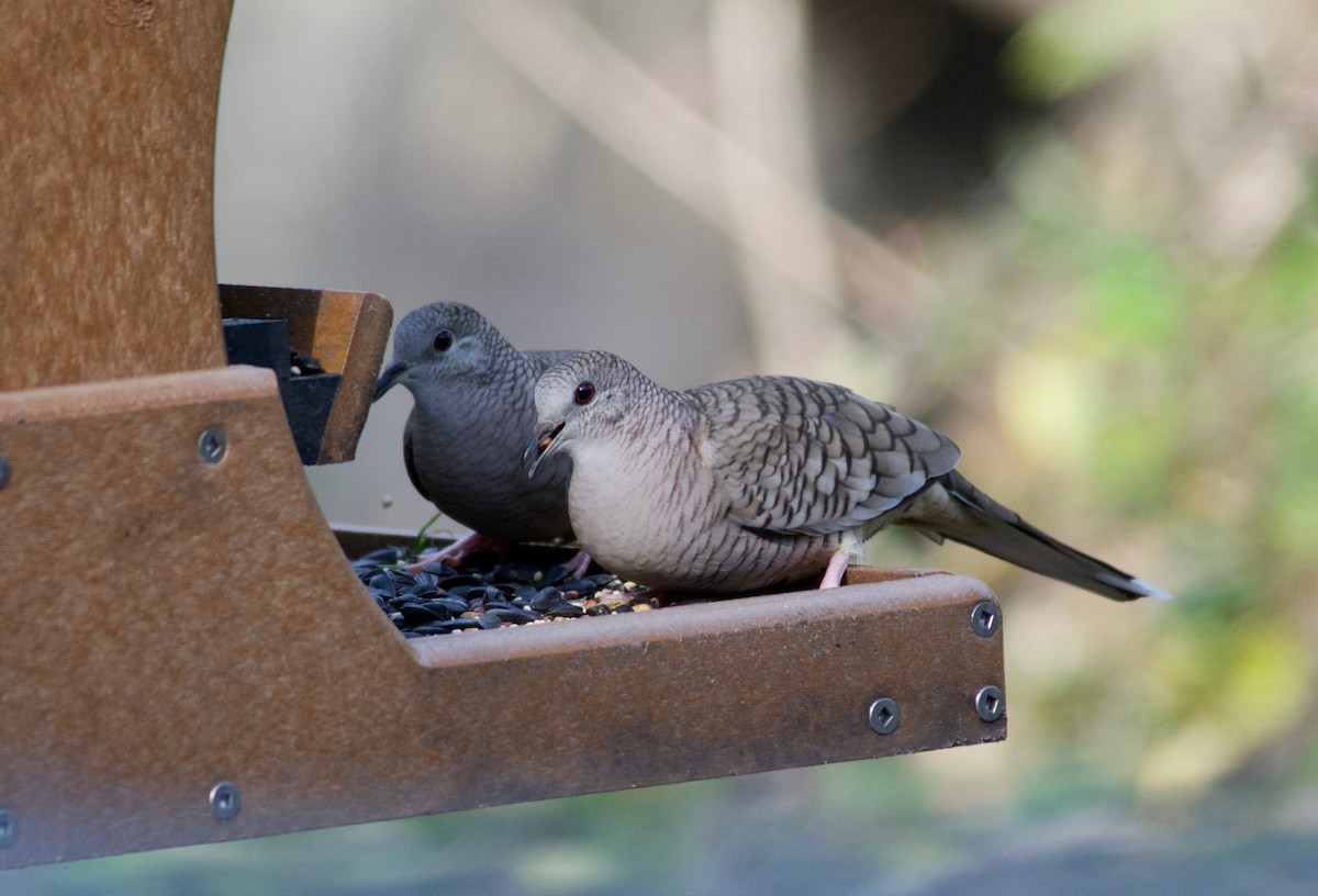 Inca Dove - Janice Neitzel