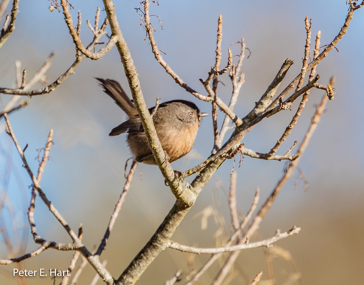 Wrentit - Peter Hart