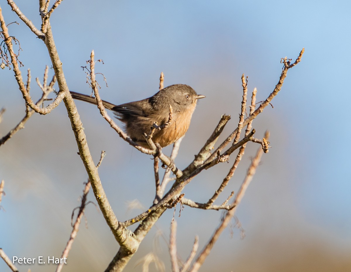 Wrentit - ML131775811