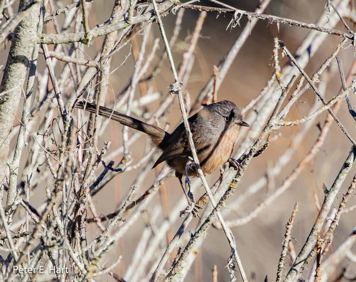 Wrentit - ML131775831