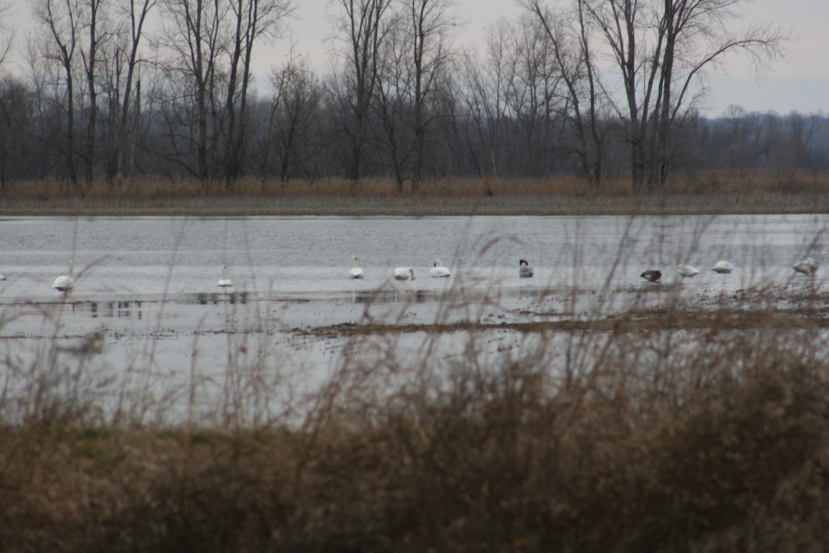 Trumpeter Swan - ML131776381