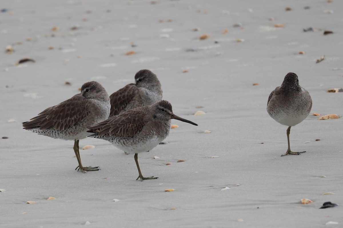 Short-billed Dowitcher - Alta Tanner