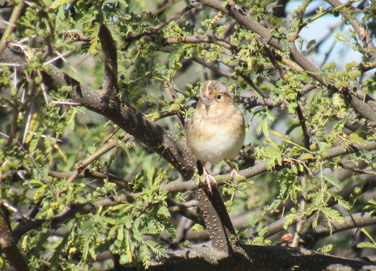 Grasshopper Sparrow - Carlos Gonzalez