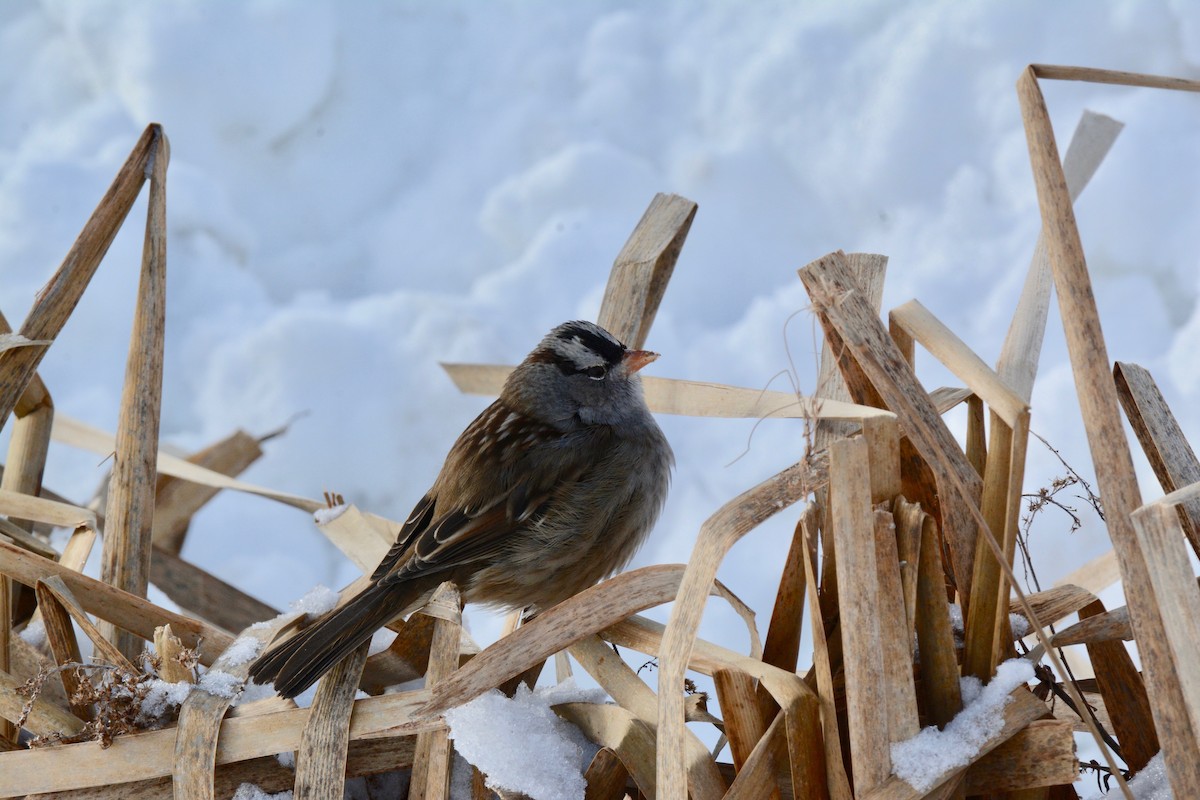 White-crowned Sparrow - Monica Siebert