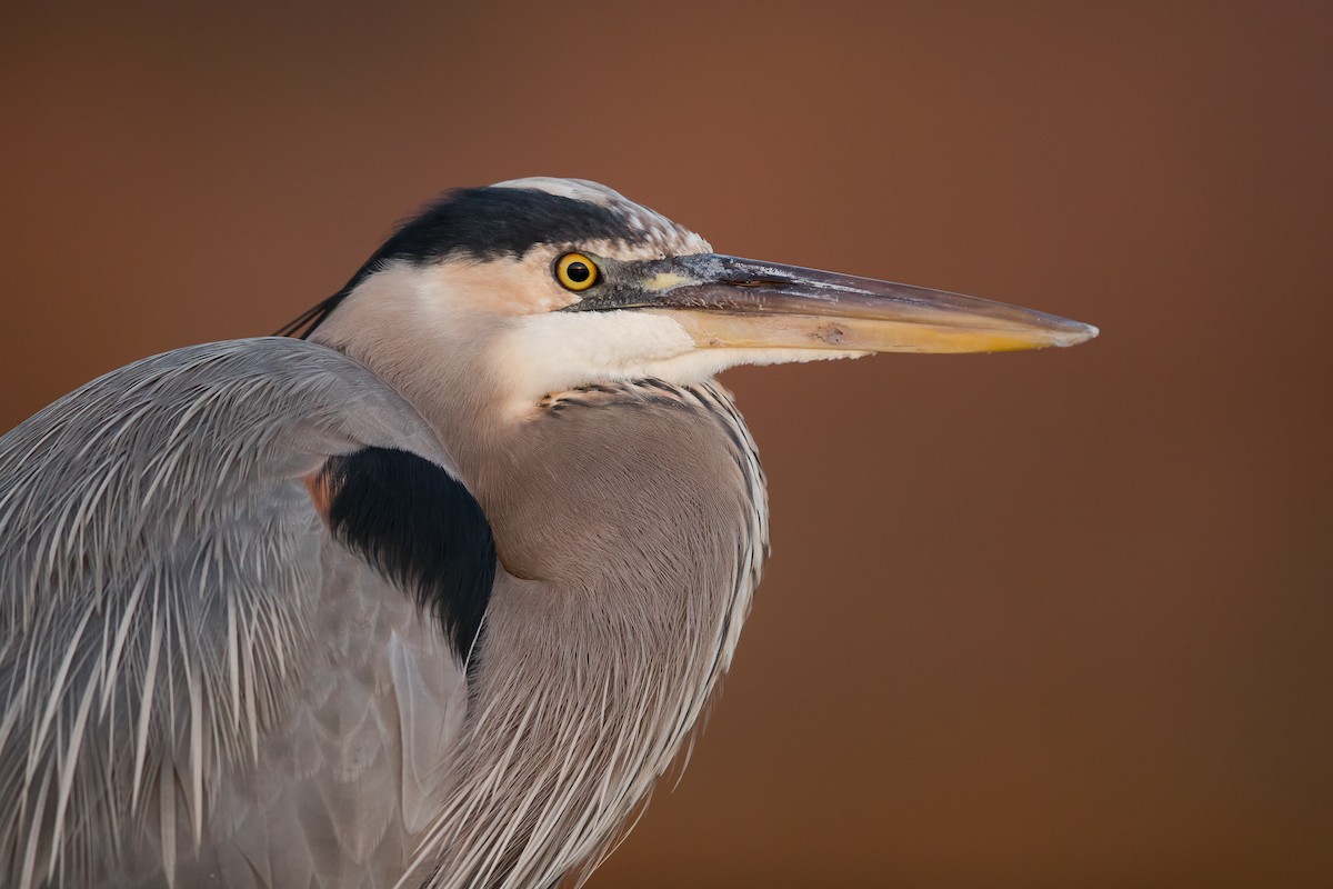 Great Blue Heron - ML131778841