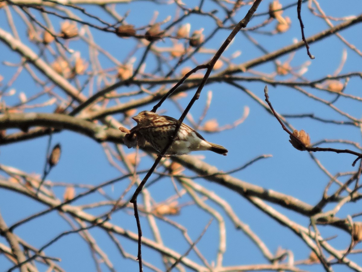 Purple Finch (Eastern) - ML131780181