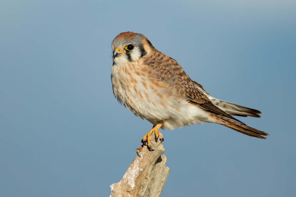 American Kestrel - Dorian Anderson