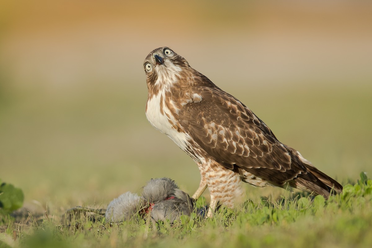 Red-tailed Hawk - ML131780451