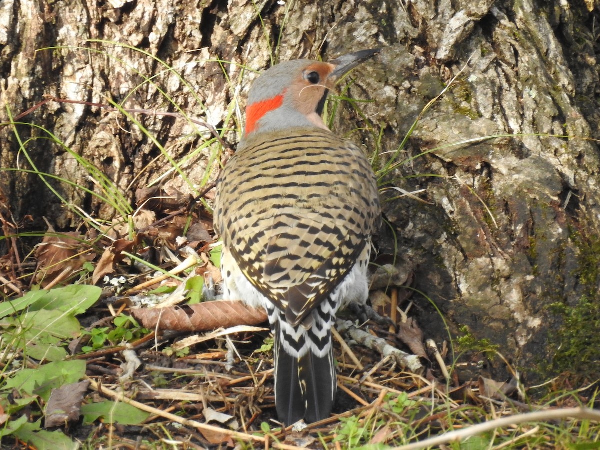 Northern Flicker - ML131780501