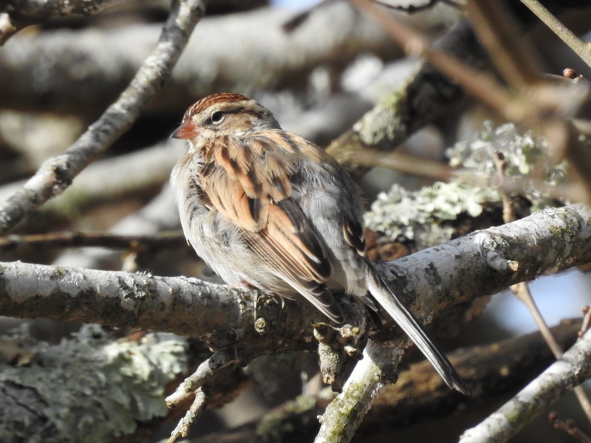 Chipping Sparrow - ML131780721