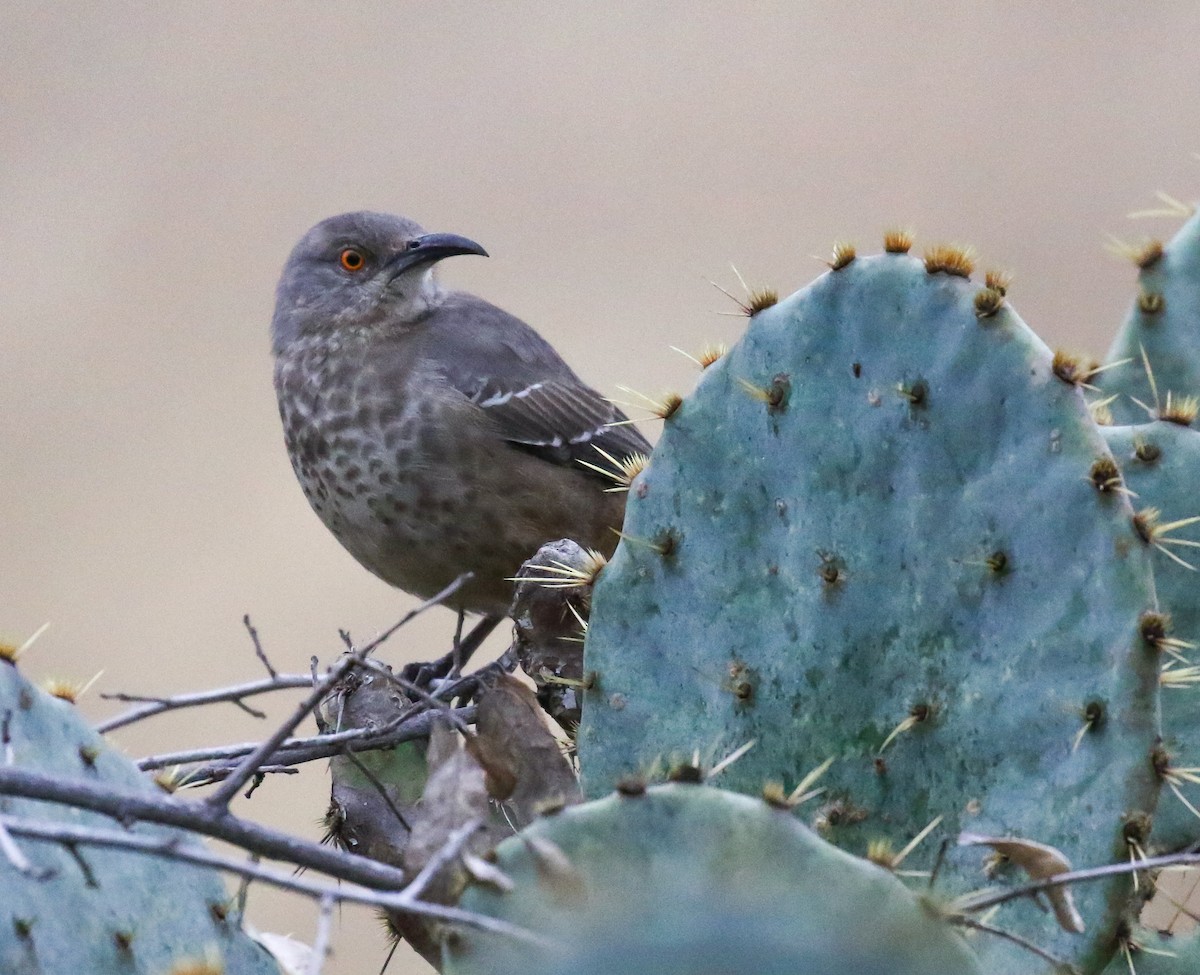 Curve-billed Thrasher - Jason Barcus