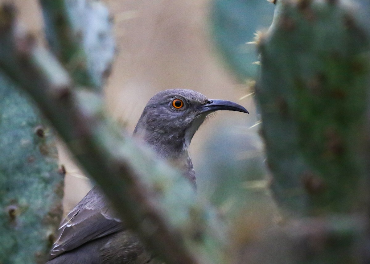 Curve-billed Thrasher - Jason Barcus