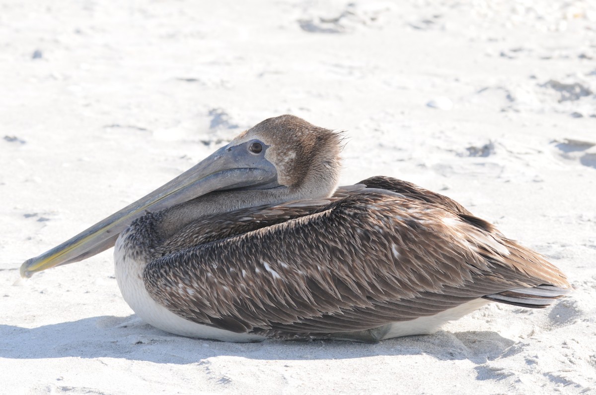 Brown Pelican - ML131781711