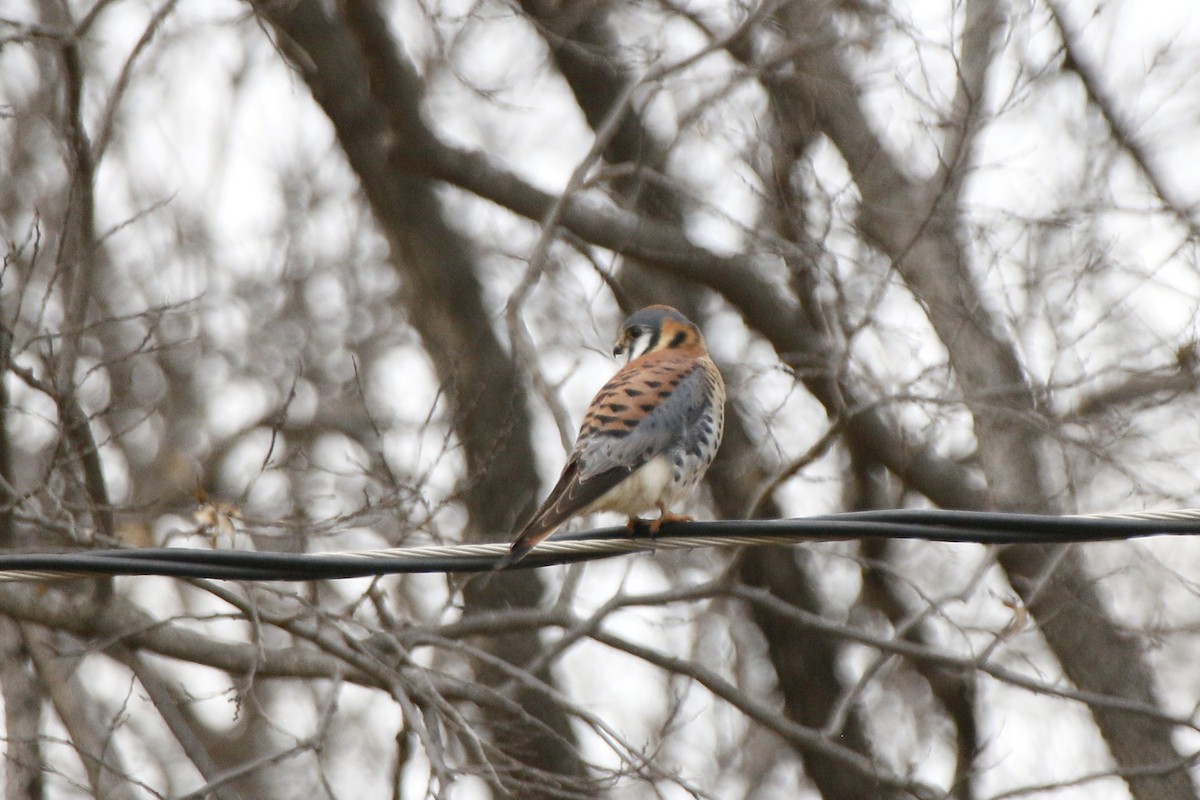 American Kestrel - ML131784681