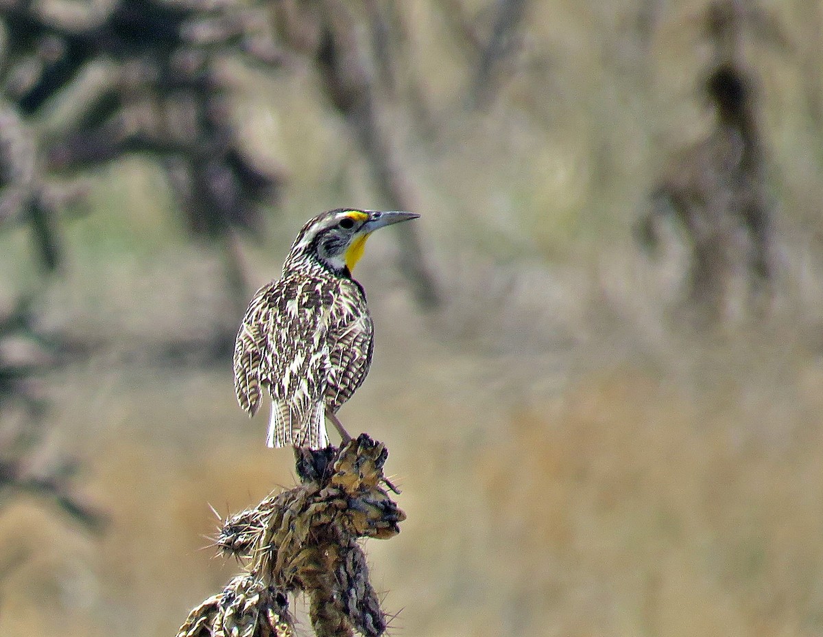 Western Meadowlark - ML131784991