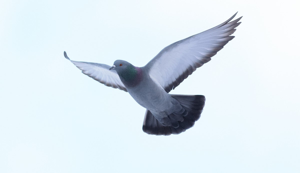 Rock Pigeon (Feral Pigeon) - Patrice St-Pierre