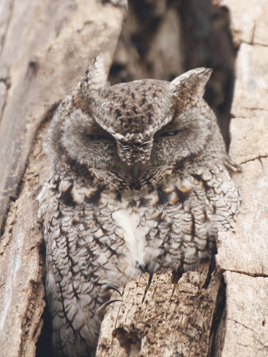 Eastern Screech-Owl - ML131785341