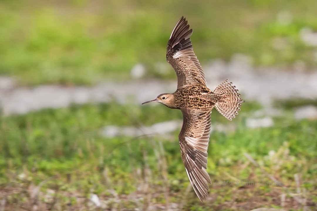 Little Curlew - ML131786001