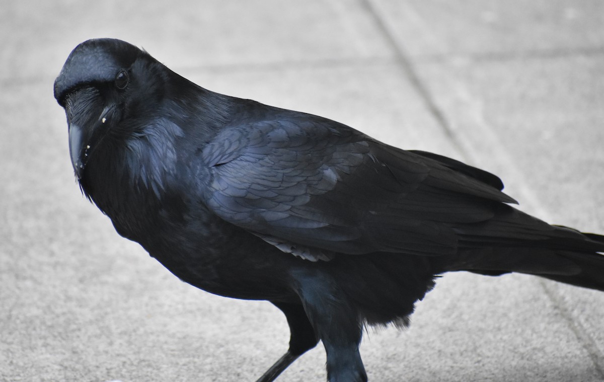 Common Raven - ML131786421