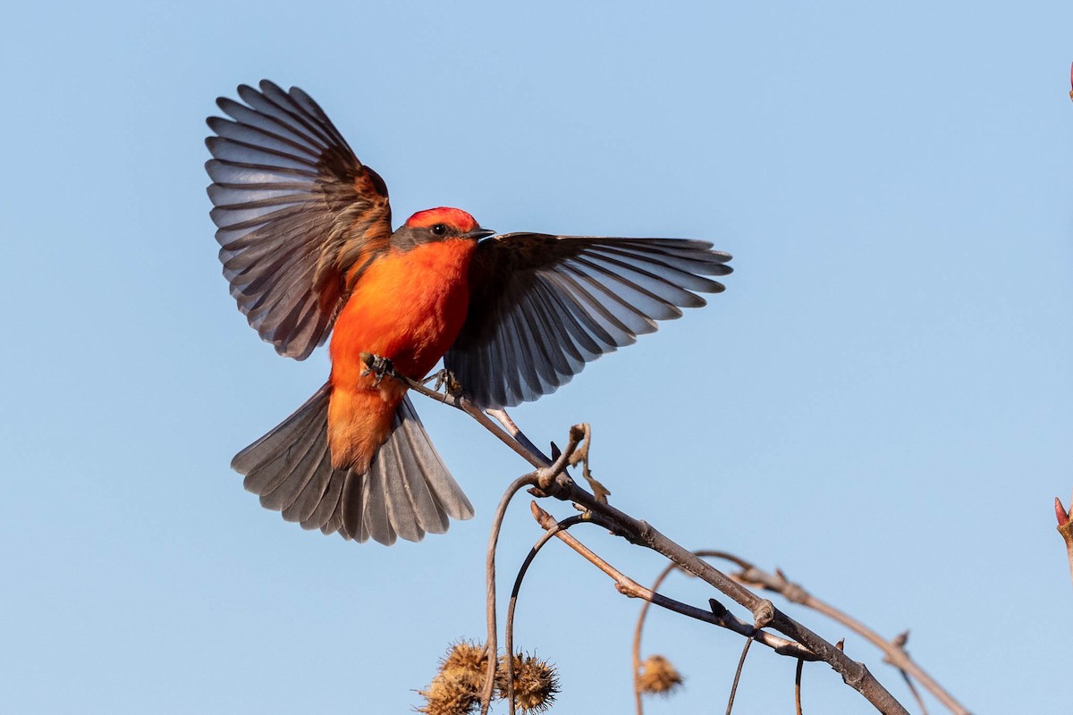 Vermilion Flycatcher - Jeff Bray
