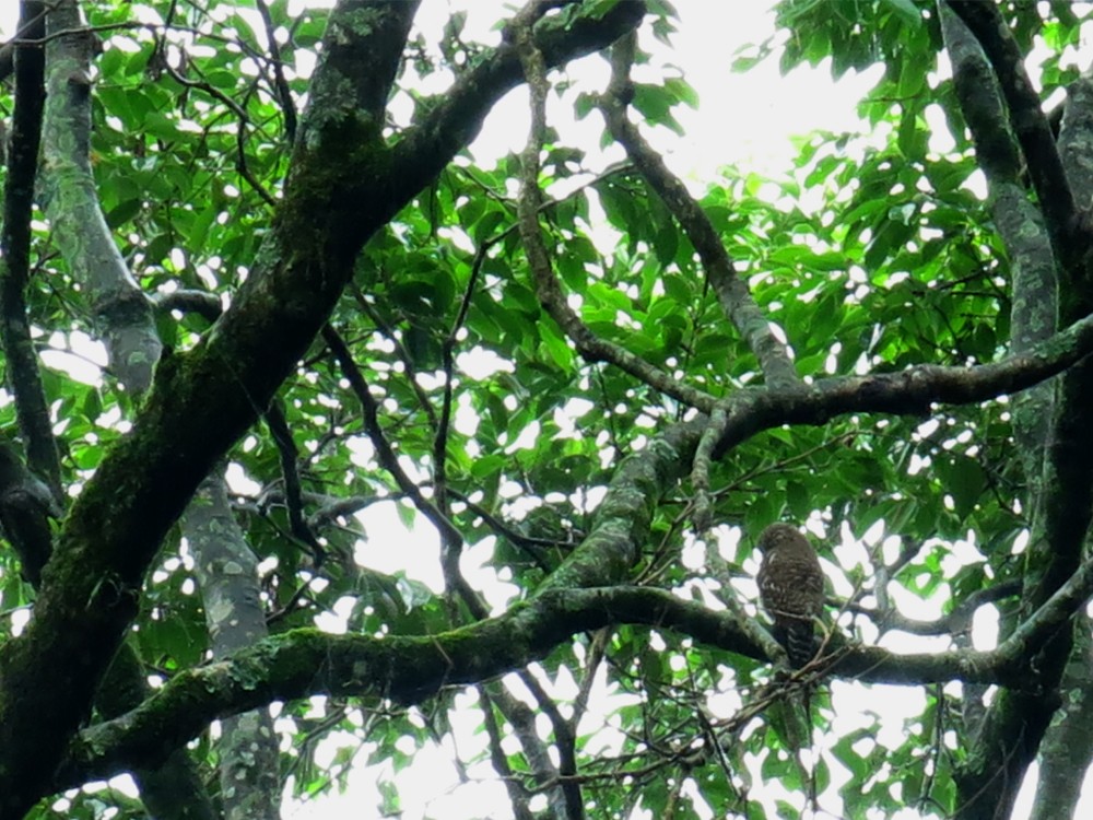 Asian Barred Owlet - ML131790381