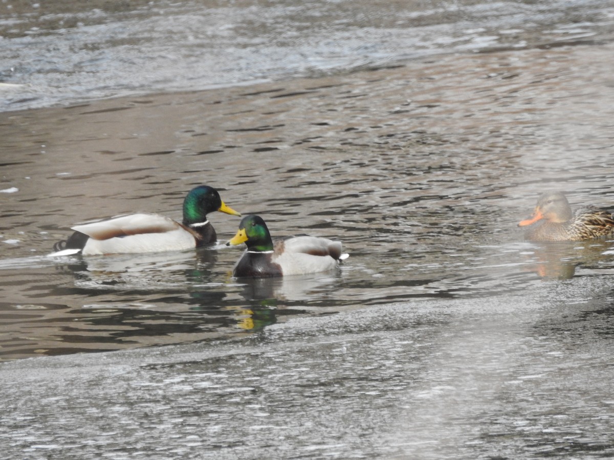 Mallard - Tom Wuenschell