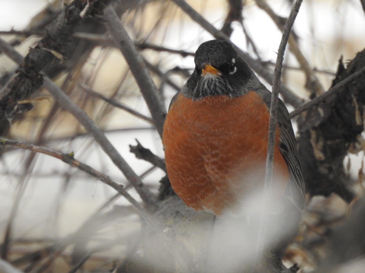 American Robin - ML131790711