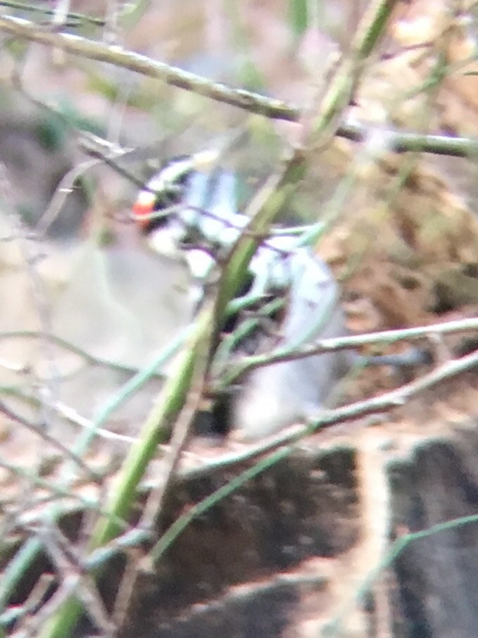 Hairy Woodpecker - ML131791581