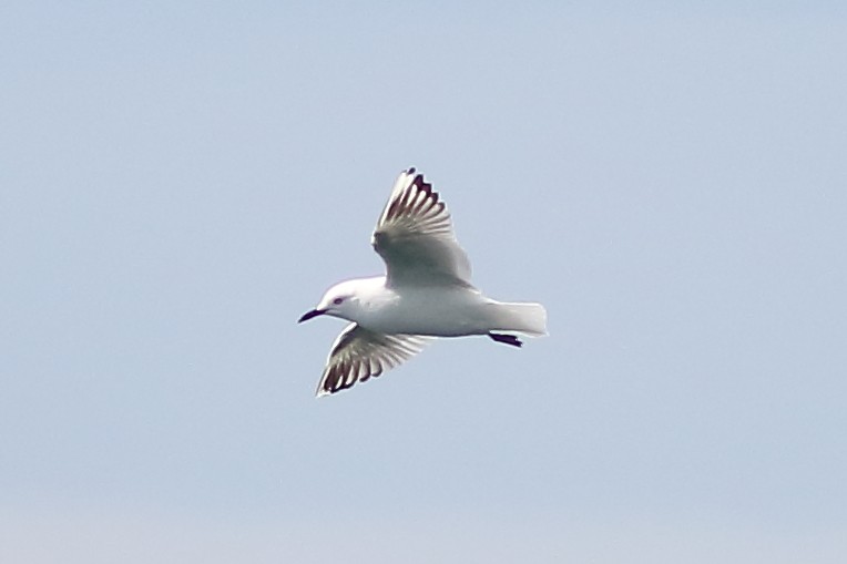 Gaviota Maorí - ML131793561