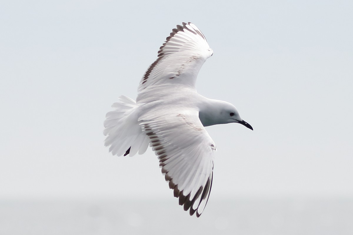 Gaviota Maorí - ML131794181