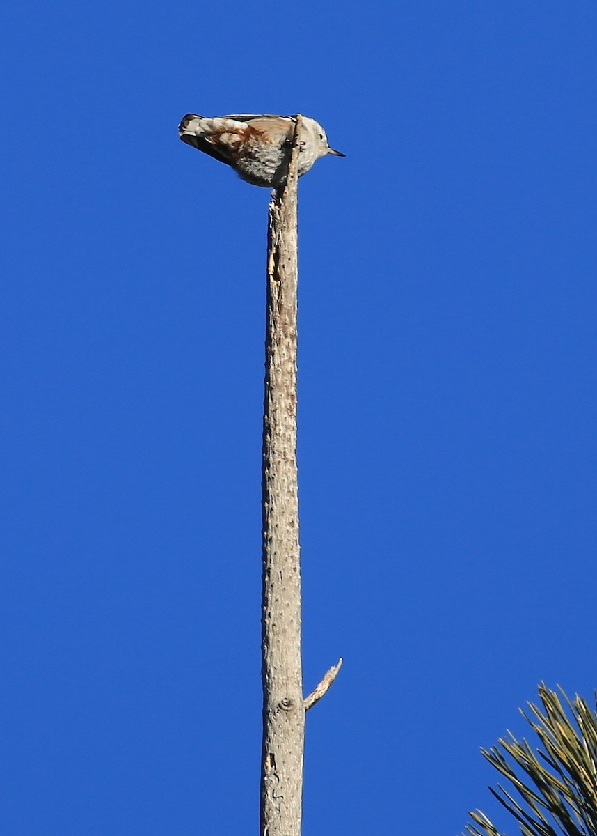 White-breasted Nuthatch (Interior West) - ML131795031