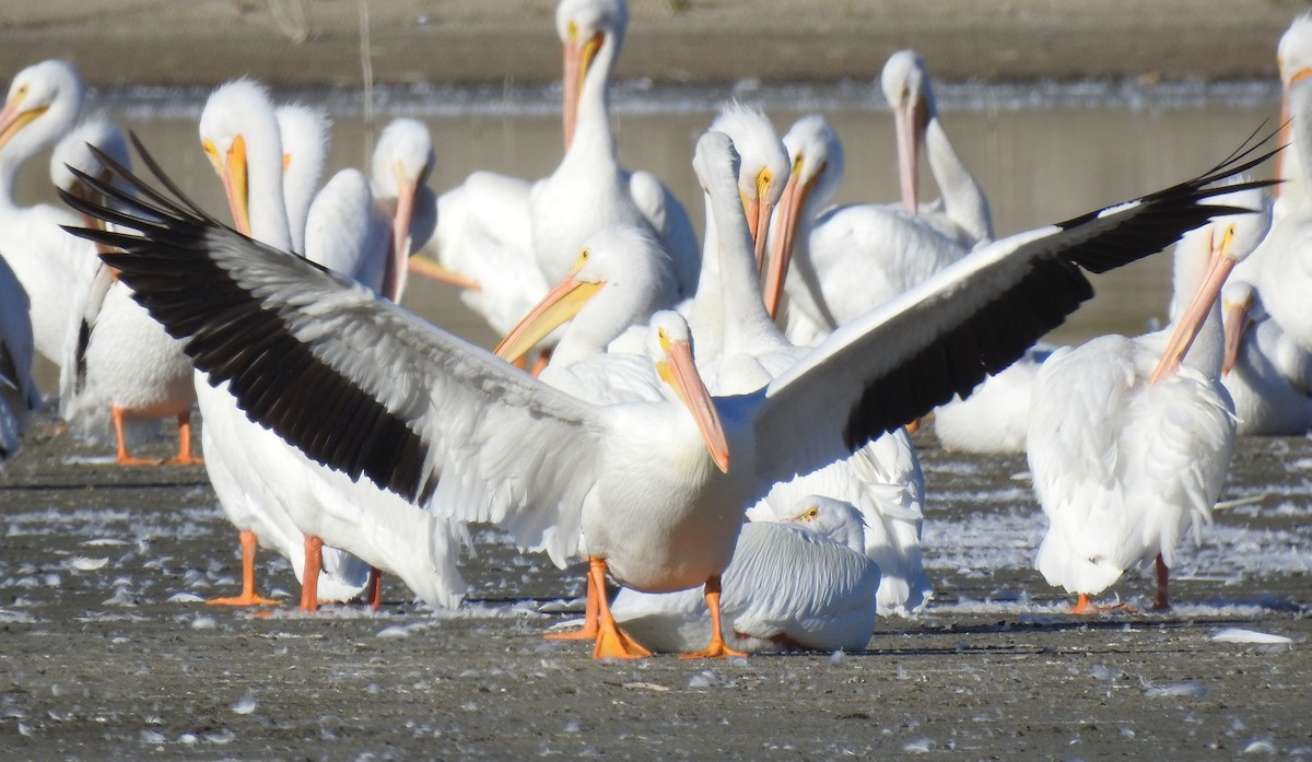 American White Pelican - Greg Cross
