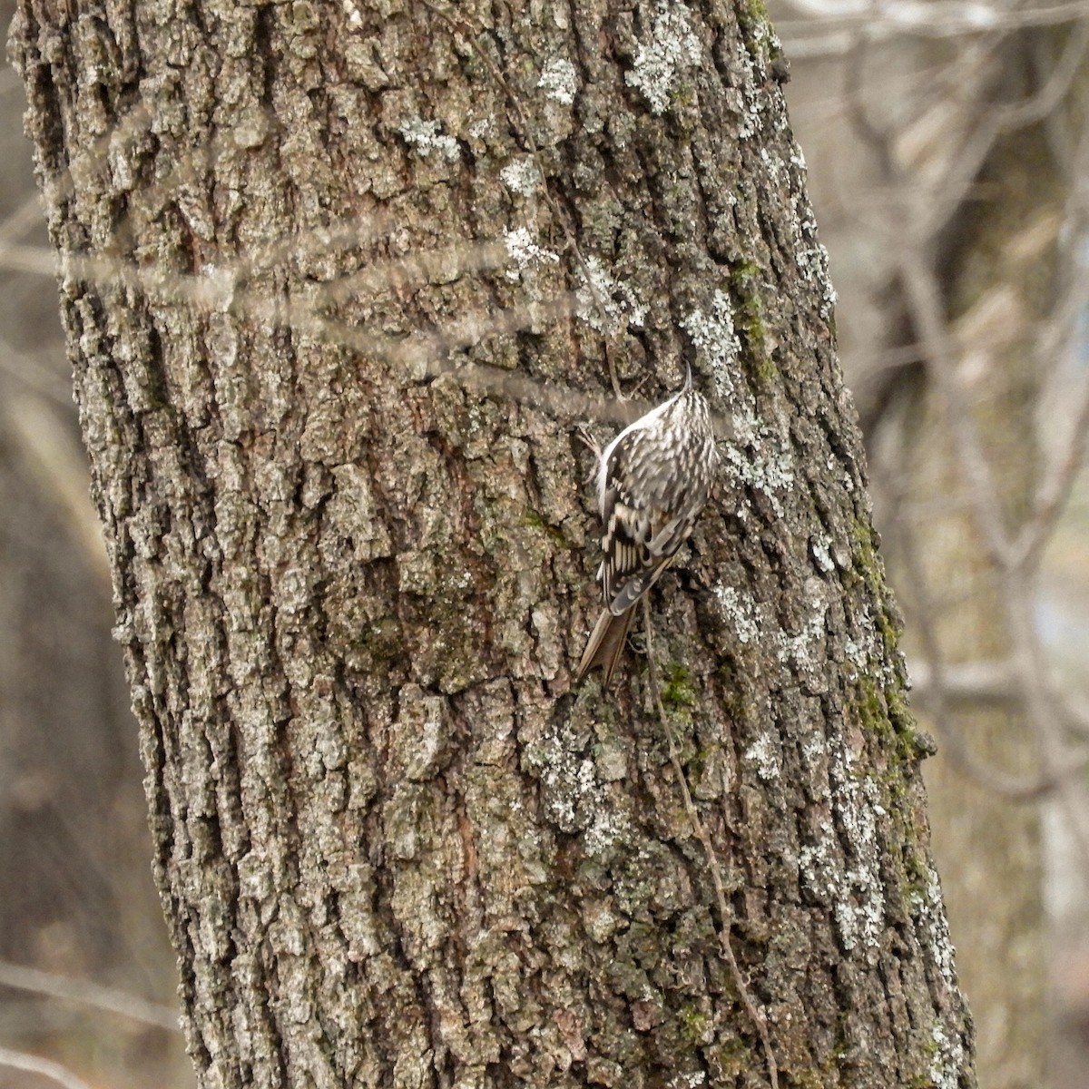 Підкоришник американський - ML131797291