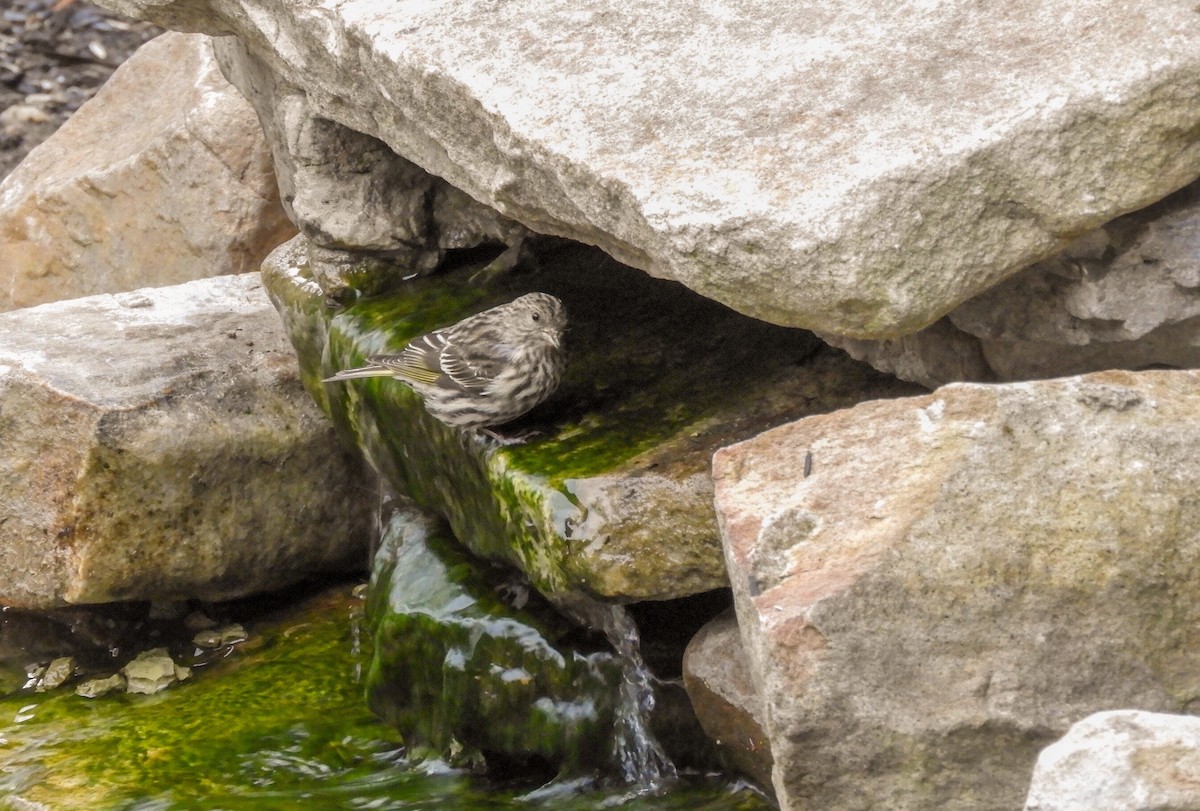 Чиж сосновий - ML131797341