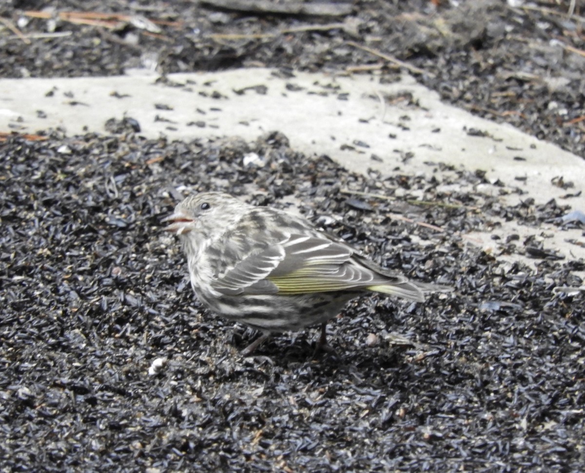 Чиж сосновий - ML131797361