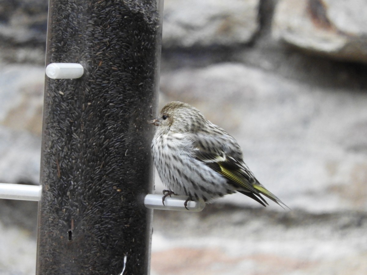 Чиж сосновий - ML131797391