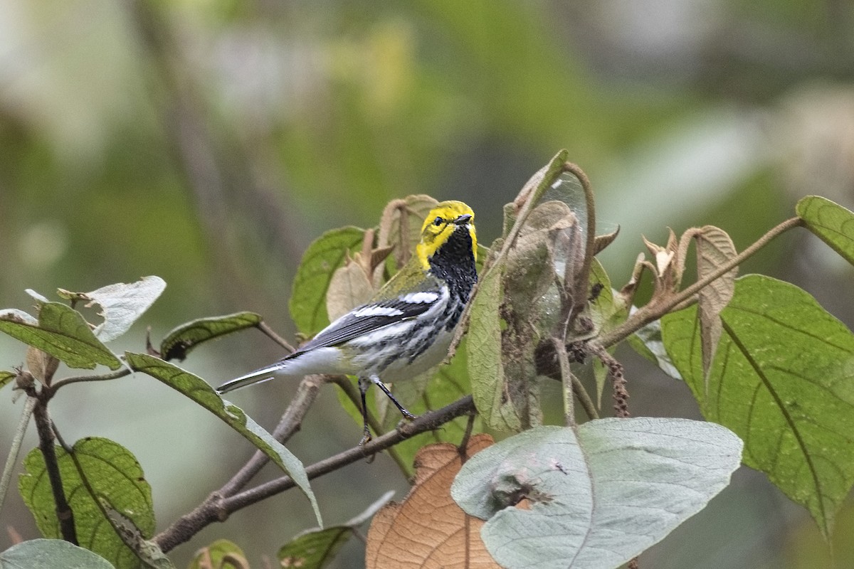 Black-throated Green Warbler - ML131800191