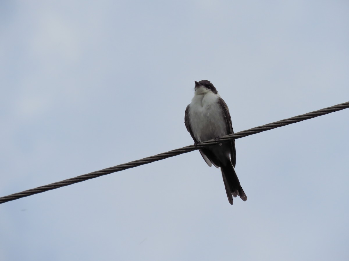 Fork-tailed Flycatcher - ML131802541