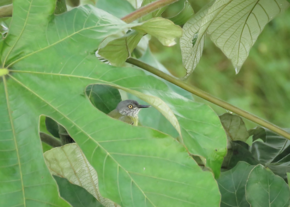 Spotted Tody-Flycatcher - ML131802641