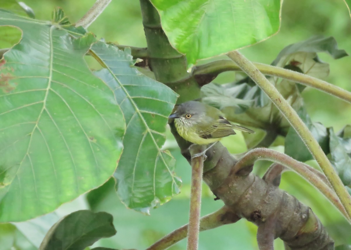 Spotted Tody-Flycatcher - ML131802661