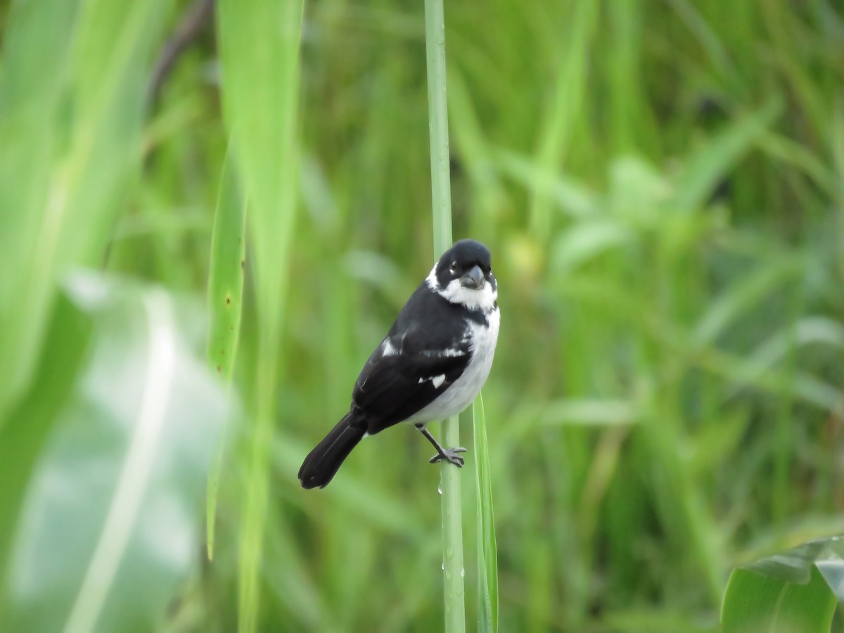 Wing-barred Seedeater - ML131802791