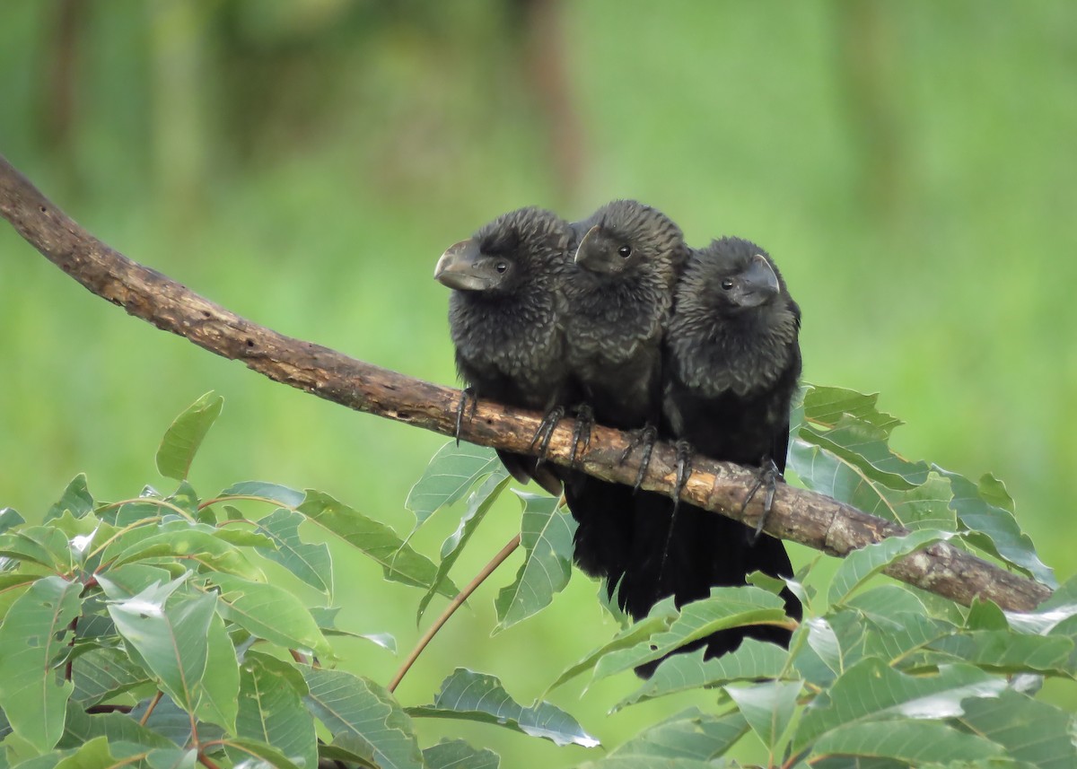 Smooth-billed Ani - ML131802871