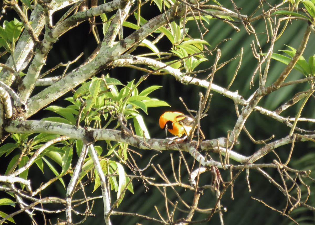 Orange-backed Troupial - ML131802961