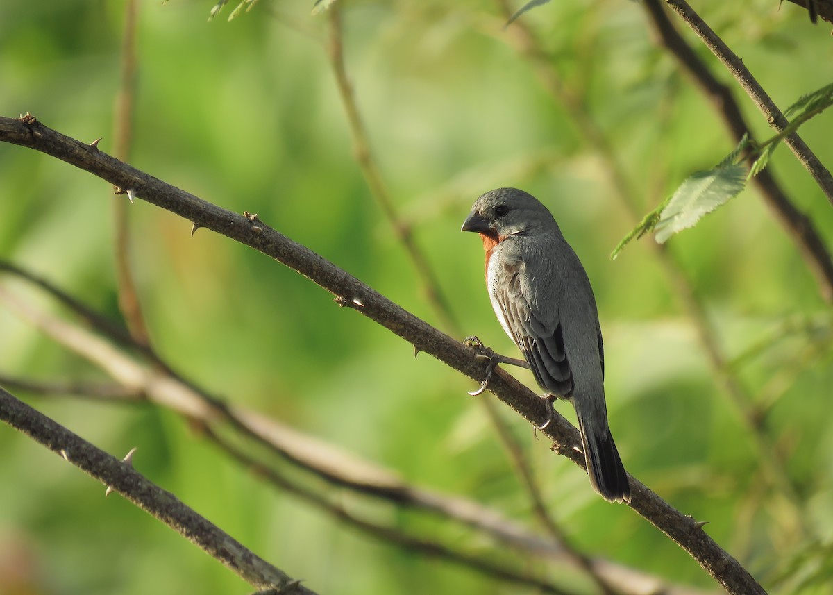 Chestnut-bellied Seedeater - ML131803071