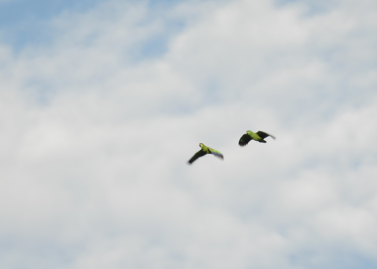 Festive Parrot - ML131803151