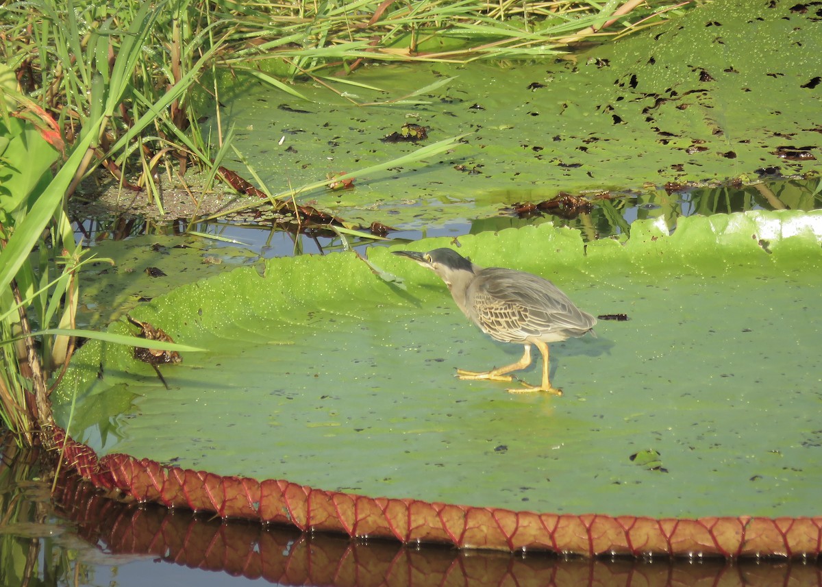 Striated Heron (South American) - ML131803301