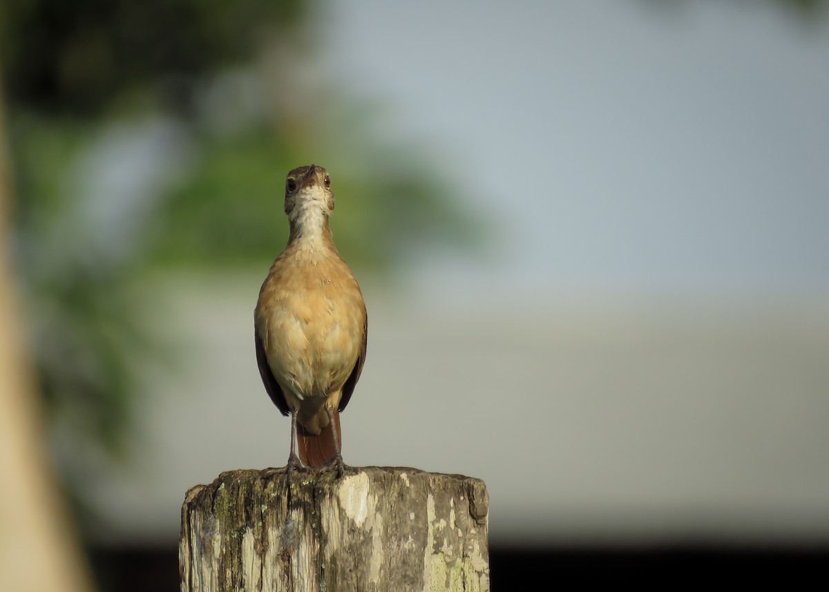 Lesser Hornero - Arthur Gomes