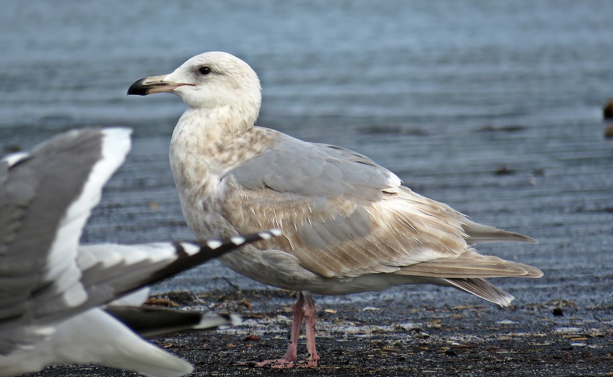 Glaucous-winged Gull - Ken Burton